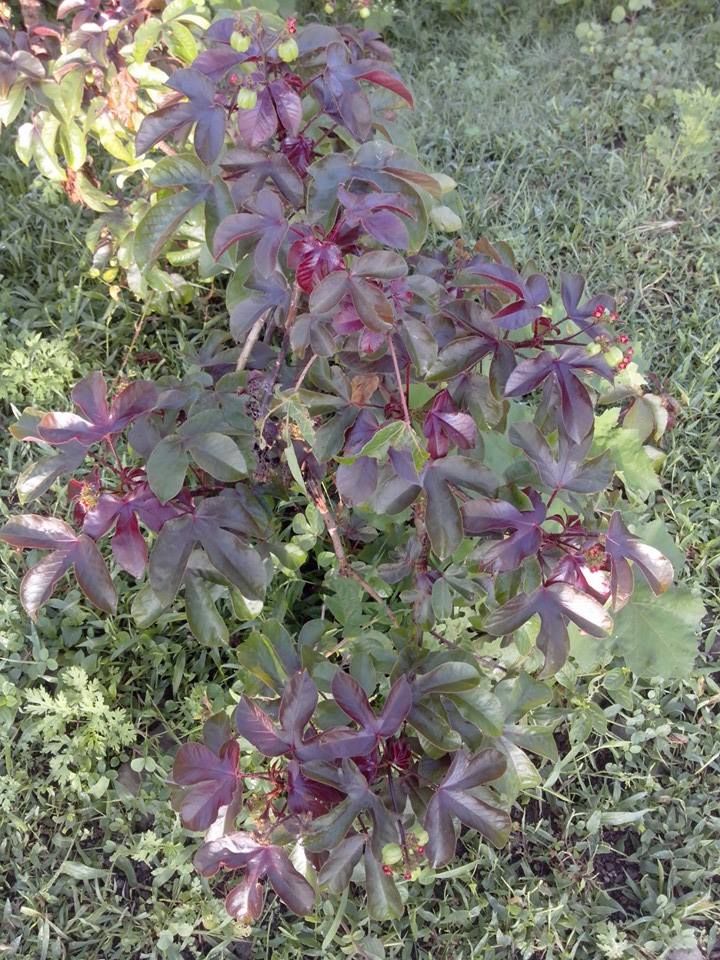 Jatropha gossypifolia Ayurveda