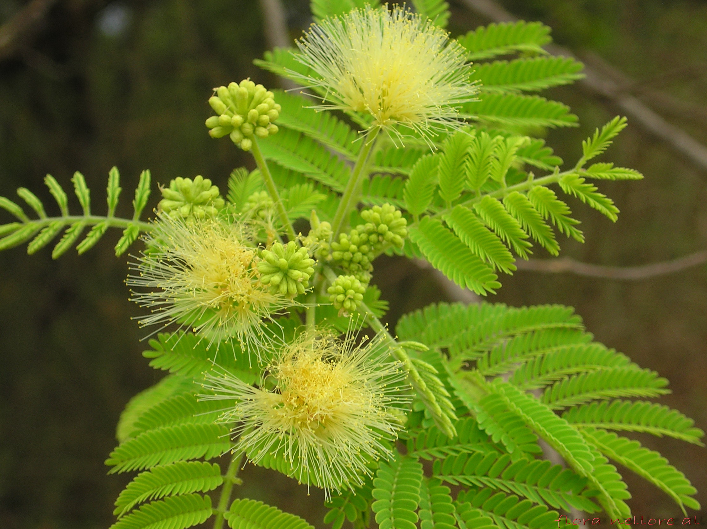 krishna sirish : Mimosa amara, Albizzia amara Boivin.
