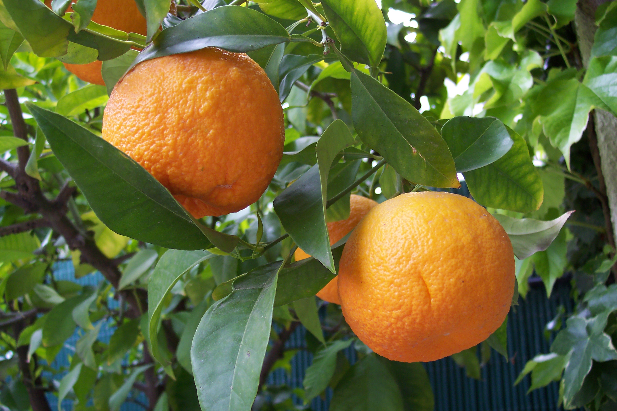 nimbu  : Citrus aurantium Linn. 
