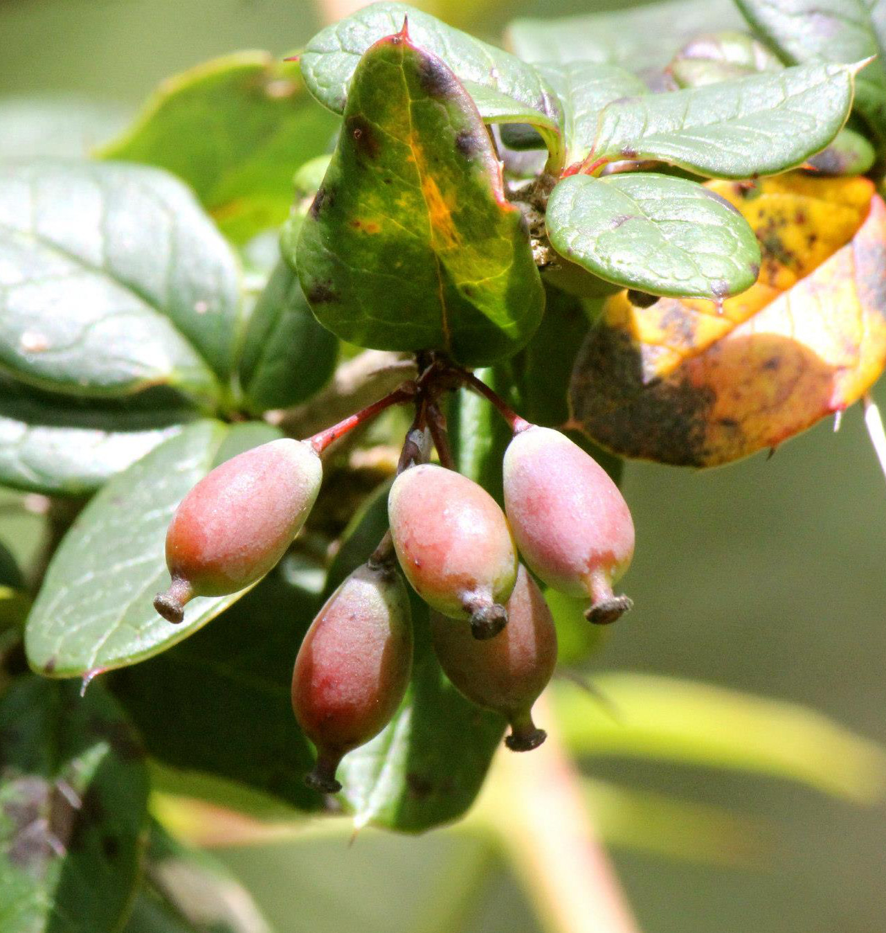 daruharidra: Berberis aristata - Fruits