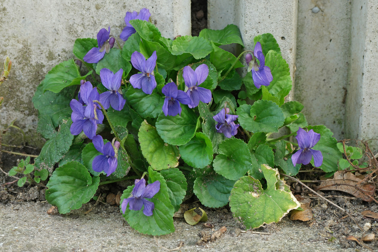 ban-sangli : Viola odorata Linn. 