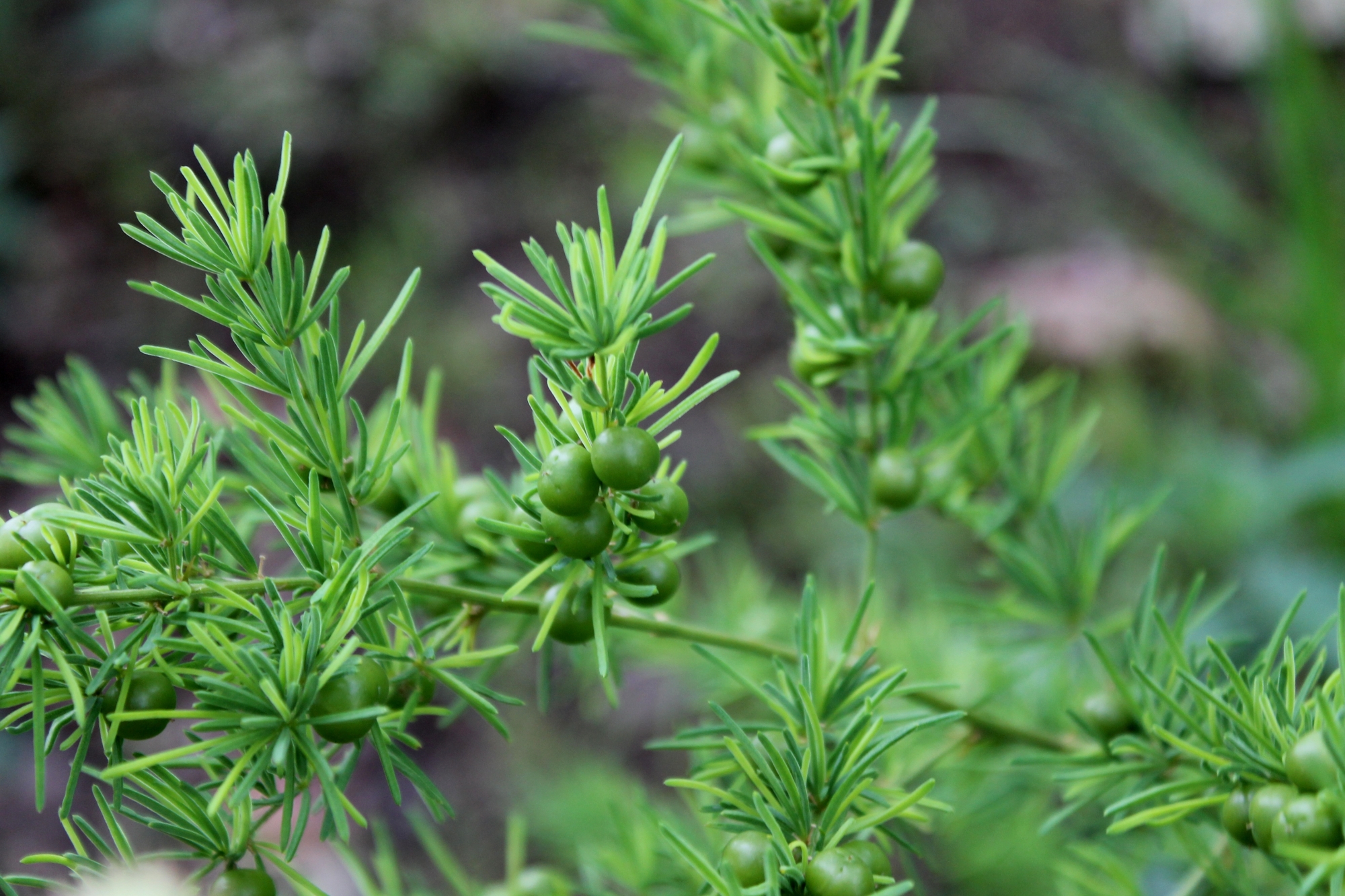 shatavari : asparagus racemosus
