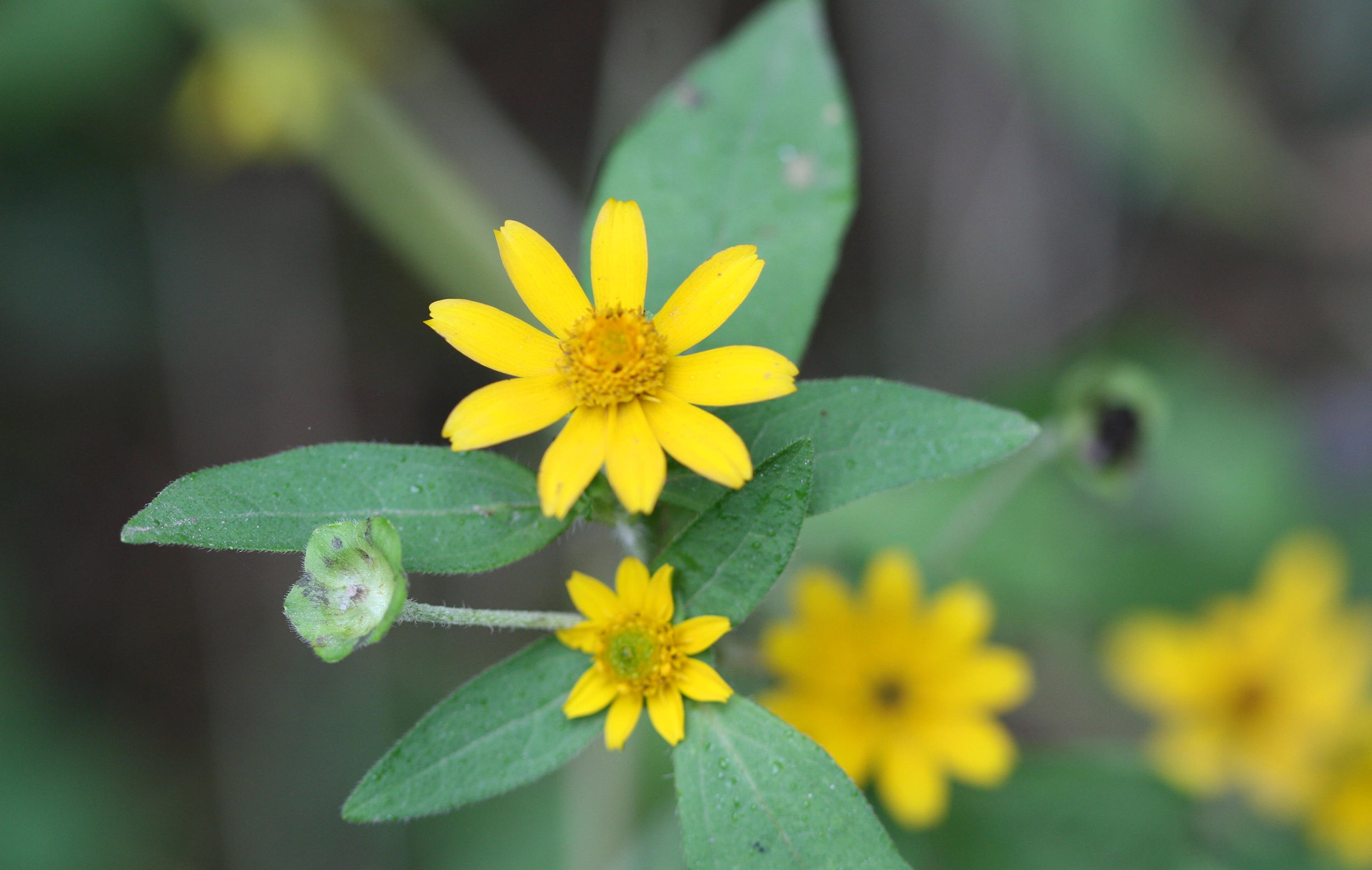pitabhringaraja : Wedelia chinensis (Osbeck) Merrill, Wedelia calendulacea Less.