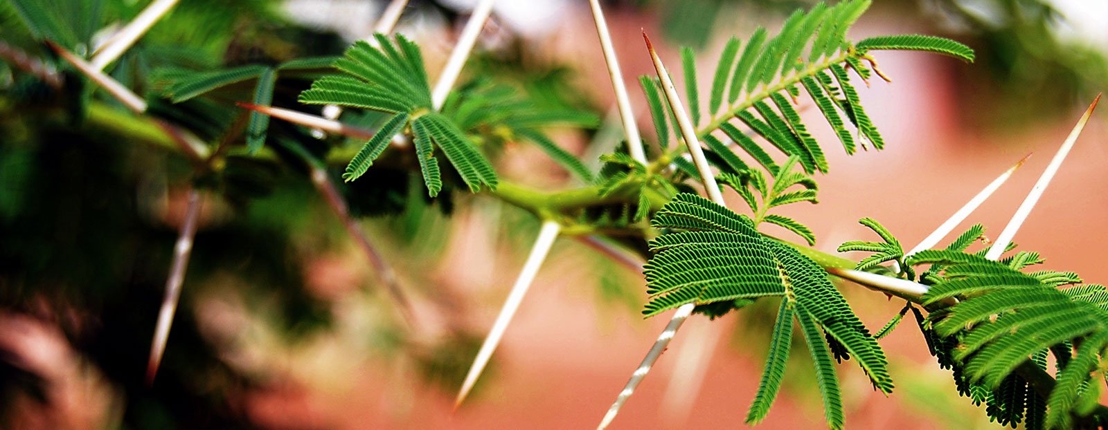 khor : Acacia senegal Willd.