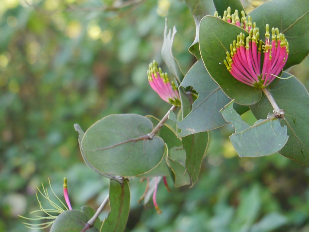 vandaka : Dendrophthoe falcata