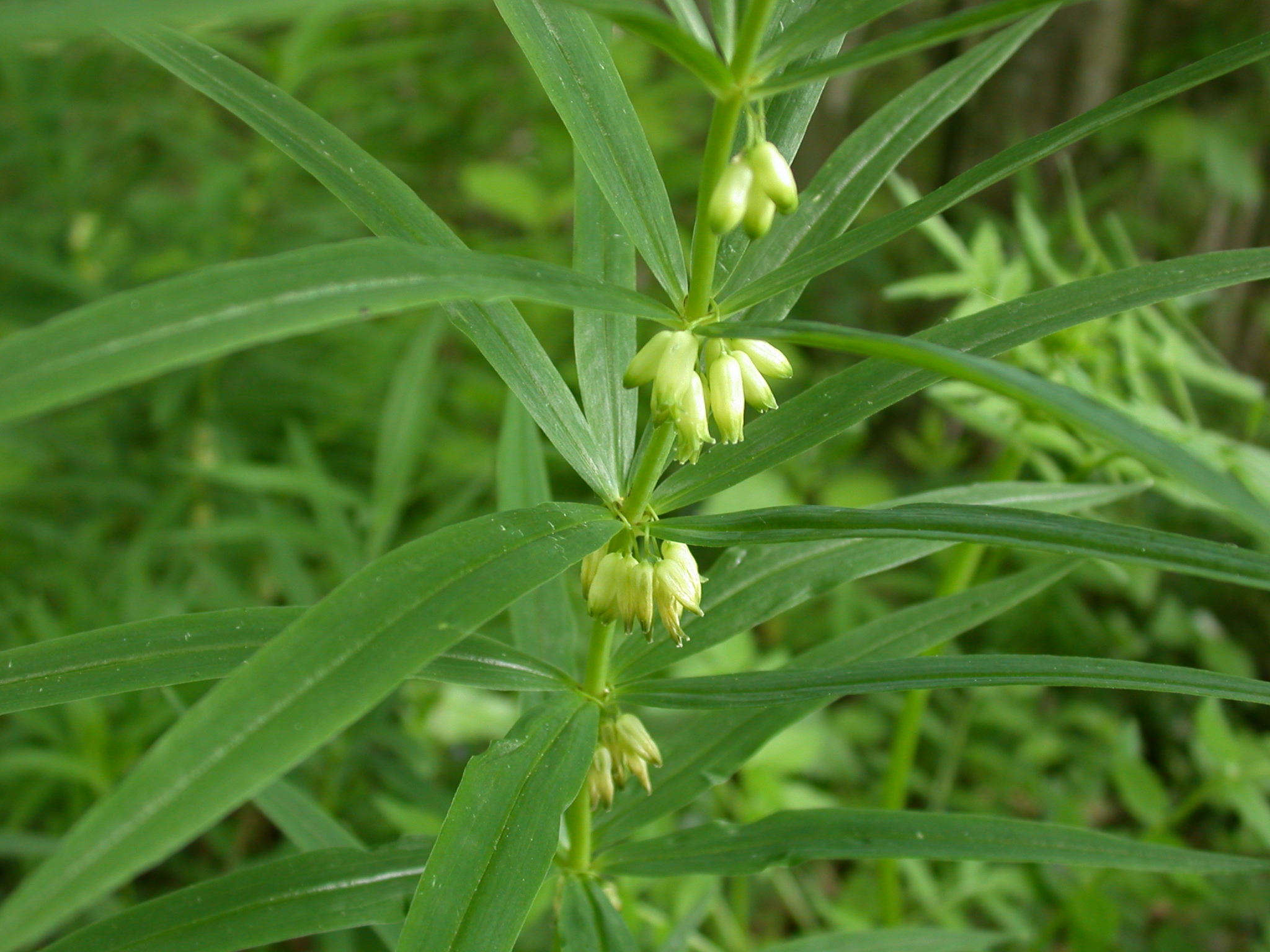 meda : Polygonatum verticillatum, Polygonatum cirrhifolium