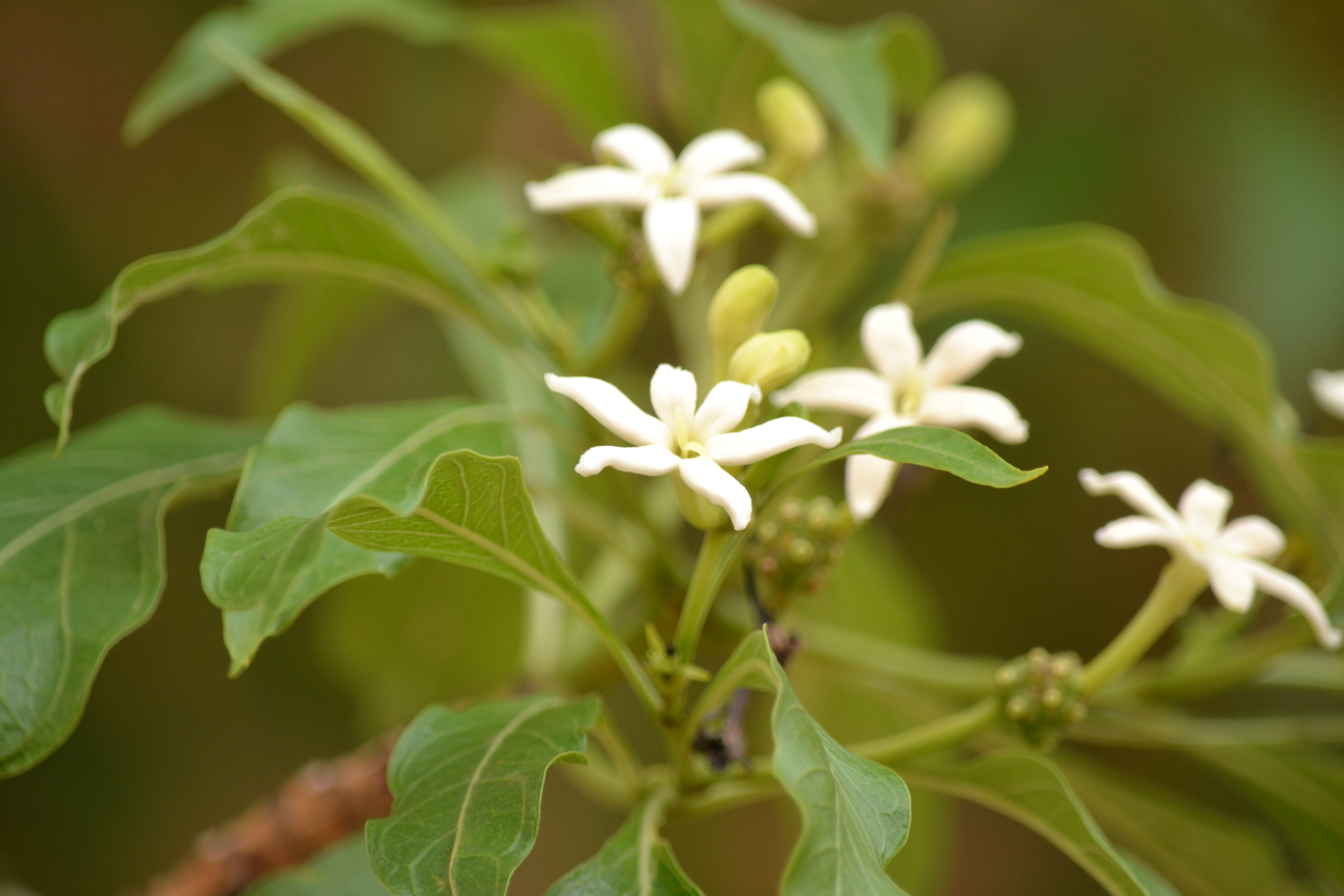 paphana : Morinda pubescens J.E. Smith 