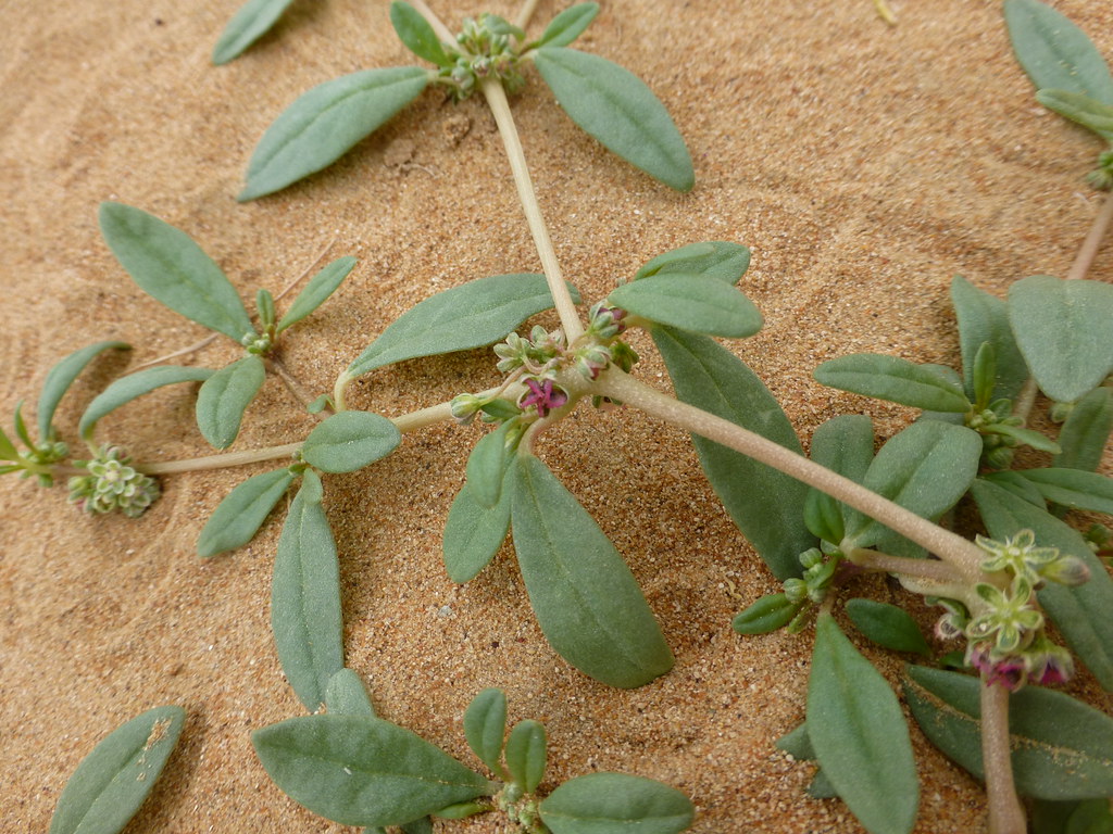valika : Gisekia pharnaceoides Linn.