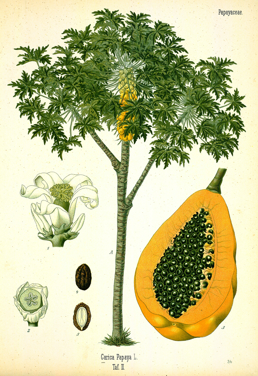 Erandakarkati: Carica papaya Linn - Illustration