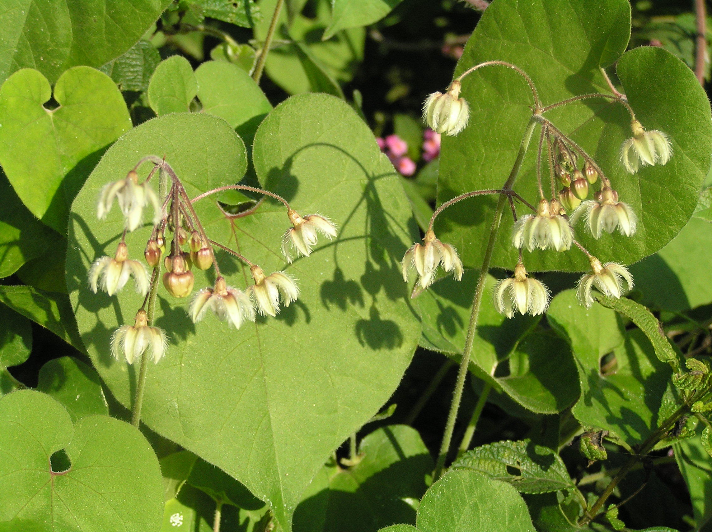 phala-kantaka : Daemia extensa R. Br., Asclepias echinata, Pergularia daemia Chiov. 