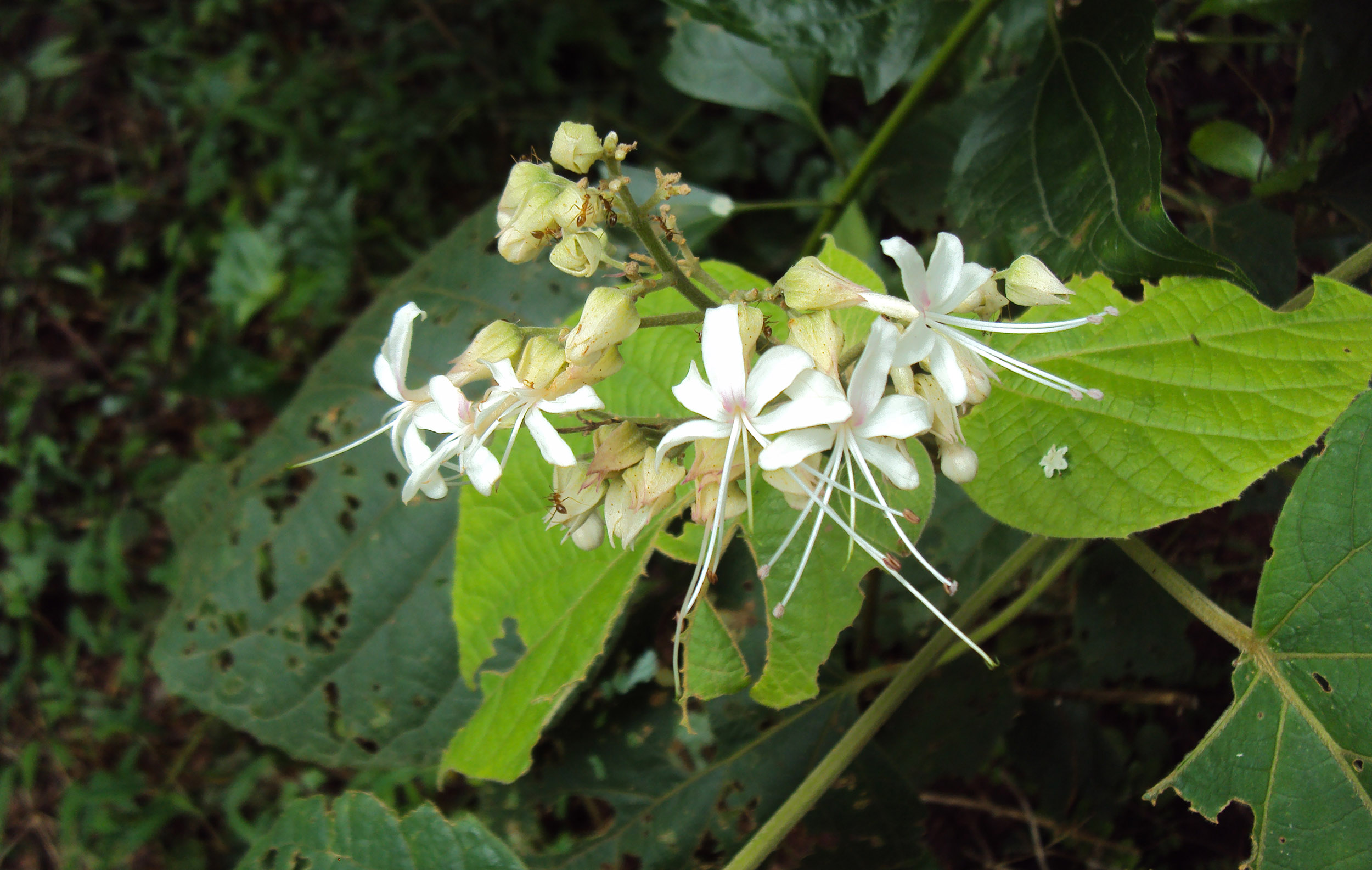bhandira : Clerodendrum infortunatum Linn., Clerodendrum viscosum