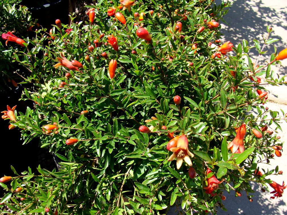 Dadima - Punica granatam Linn. - Whole plant