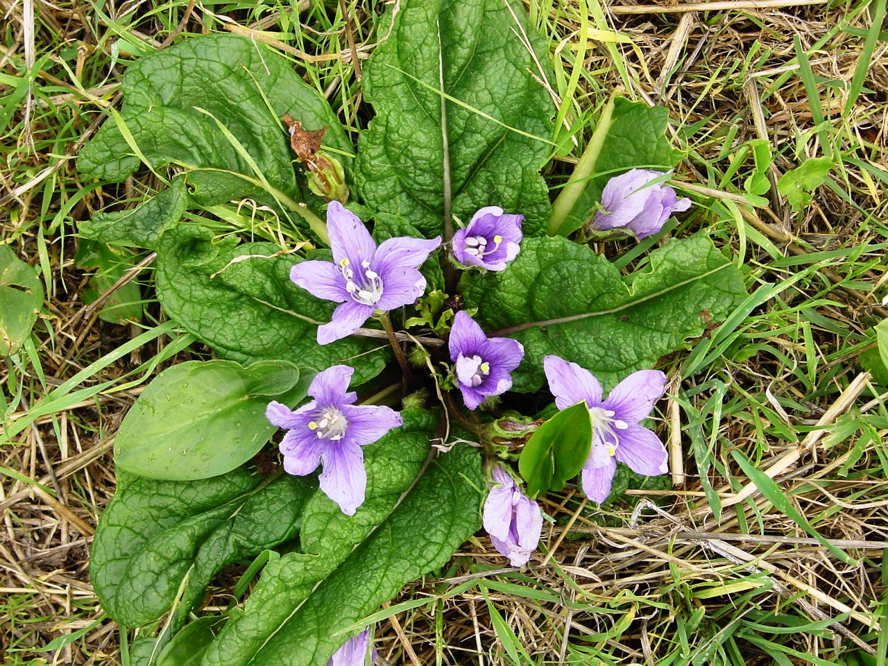 putrada : Mandragora officinalum Linn.