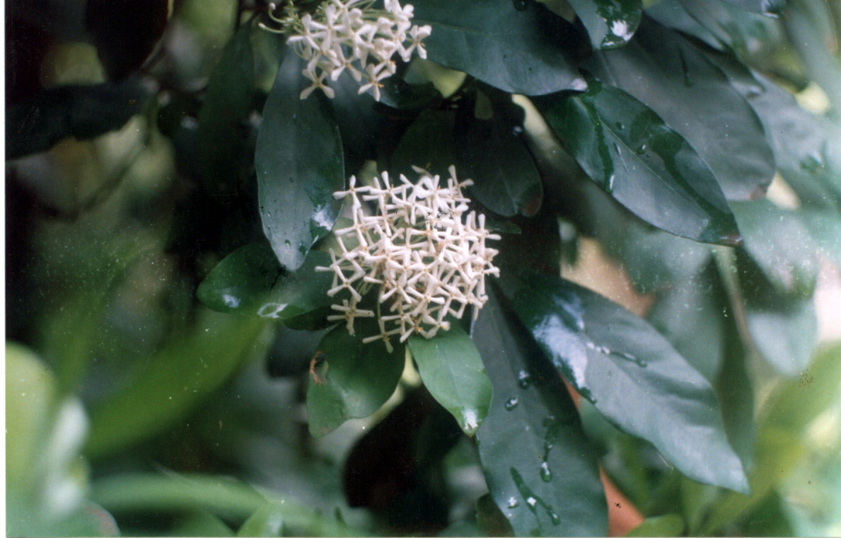 Isvara : Ixora parviflora Vahl., Ixora alba