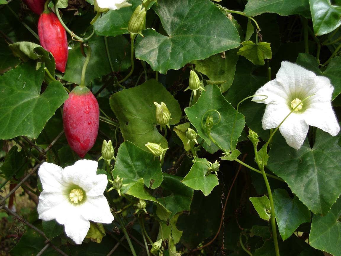 bimbi : Coccinia indica Wight & Arun, Coccinia indica grandis, Coccinia cordifolia