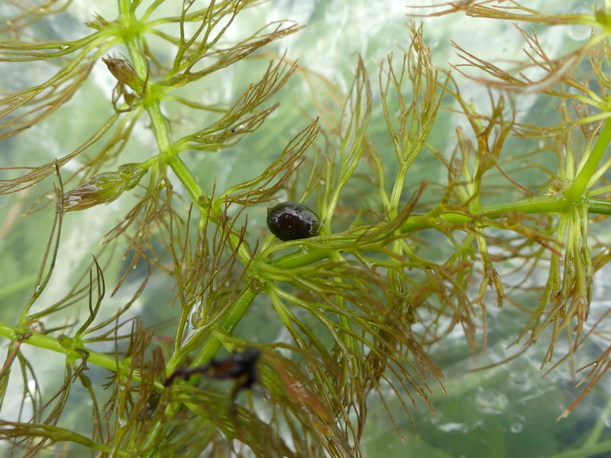 shara : Ceratophyllum submersum