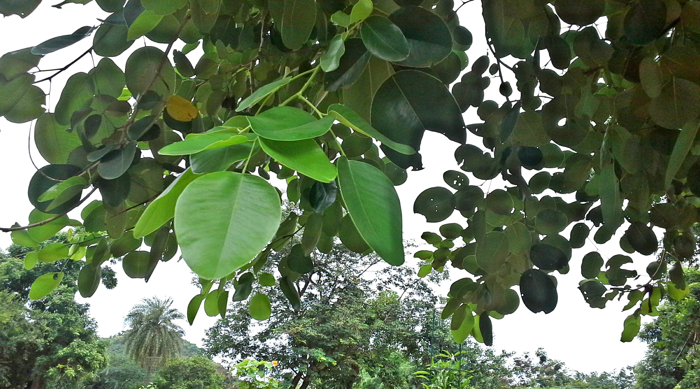 raktacandana : Pterocarpus santalinus Linn
