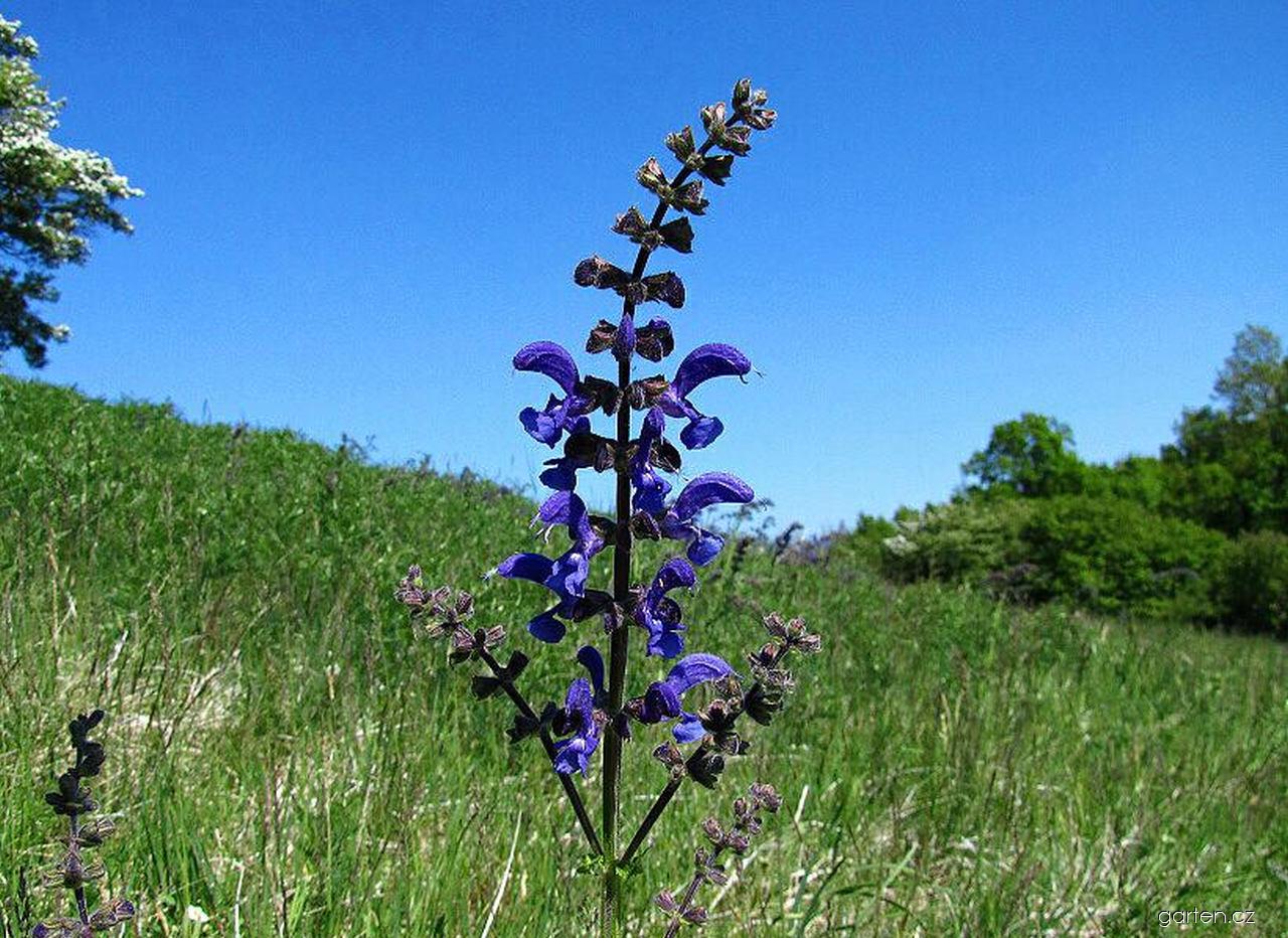 lal-bahamana : Salvia haematodes W.