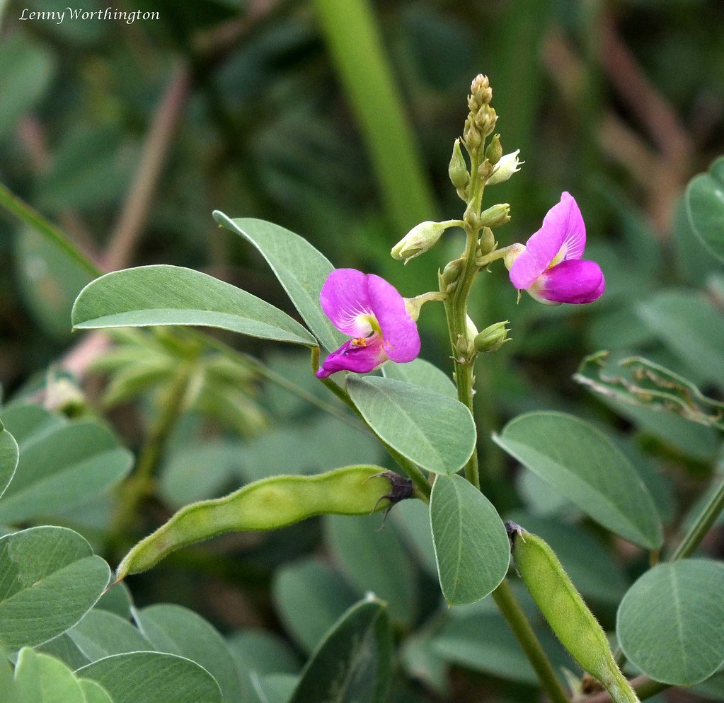 shathi : Tephrosia purpurea Pers.
