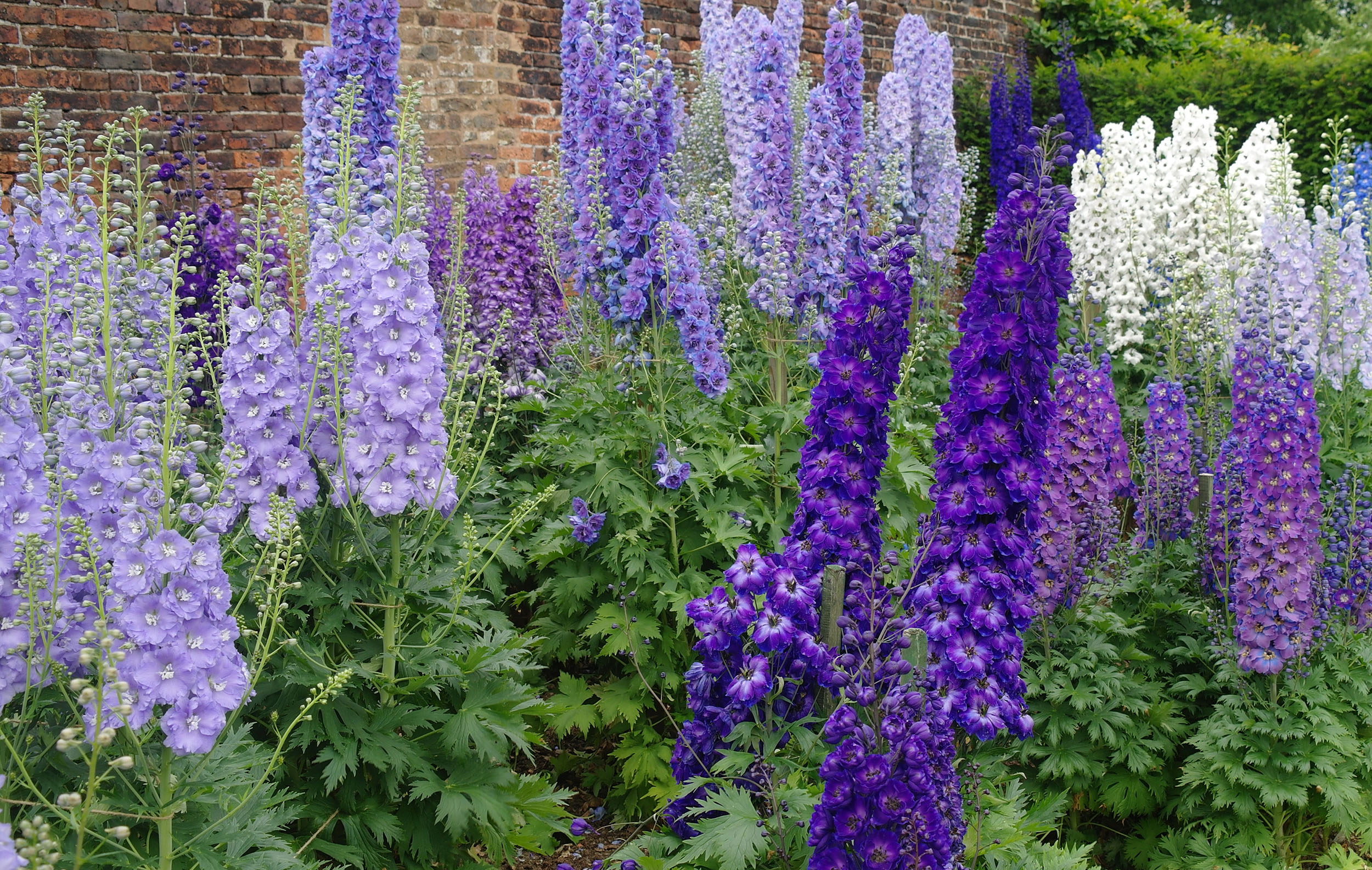 sprikka : Delphinium zalil Aitch et. Hemsl.