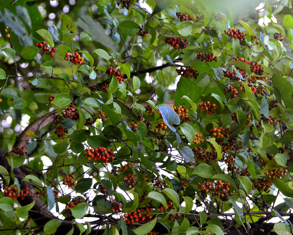 jyotishmati: Celastrus paniculata