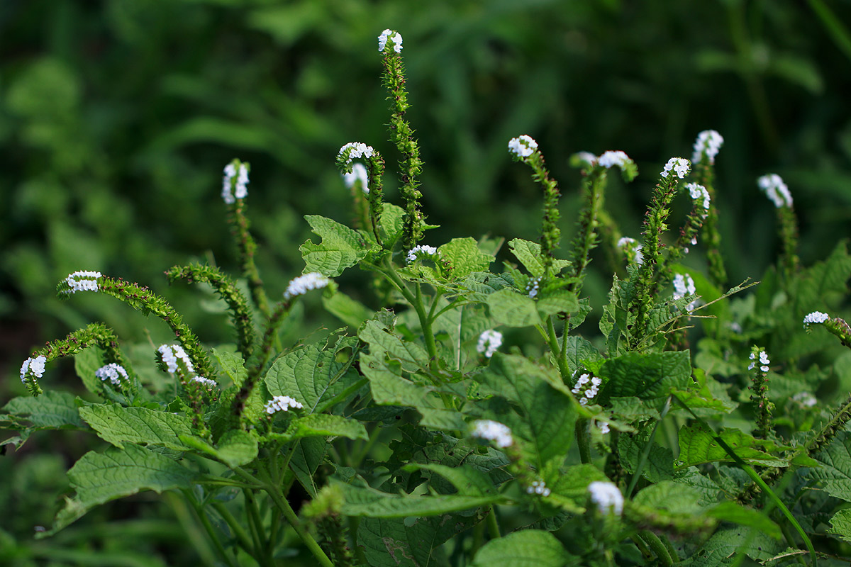 vrishcikali : Heliotropium indicum Linn.