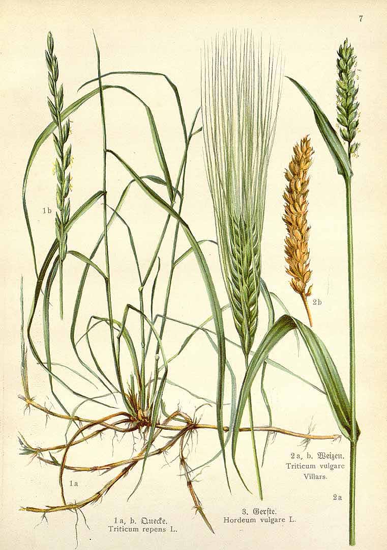 Hordeum vulgare