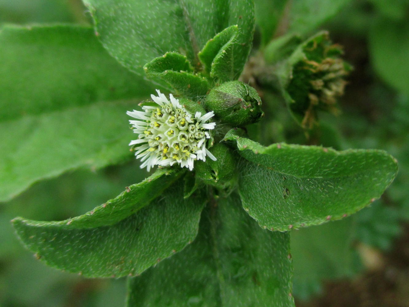 bhringaraja : Eclipta Alba (L.)Hassk, EcliptaEclipta prostrata (L) L, Verbesina prostrate L