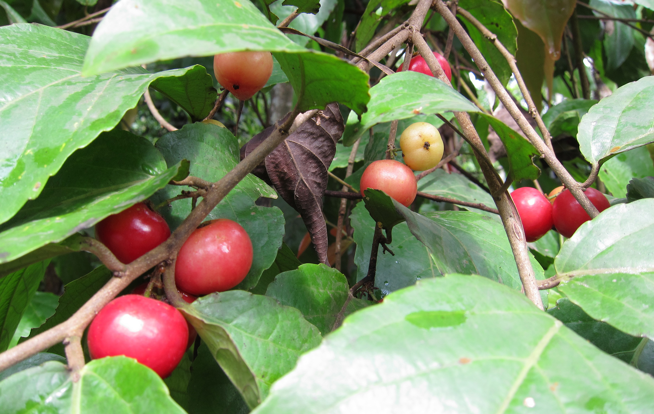 Flacourtia jangomas Ripening fruits