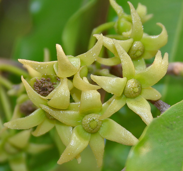Polyalthia longifolia flowers