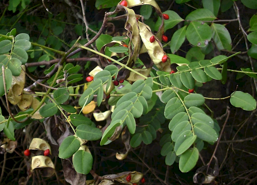 tamraka: Adenanthera pavonina Linn.