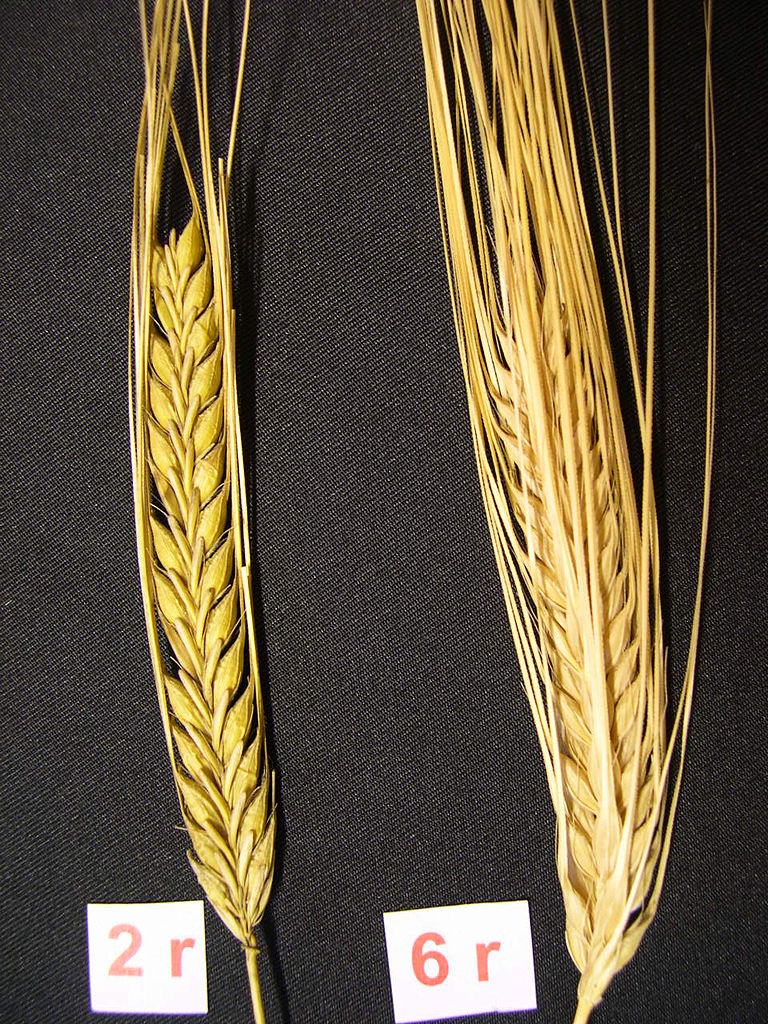Two-row and six-row barley