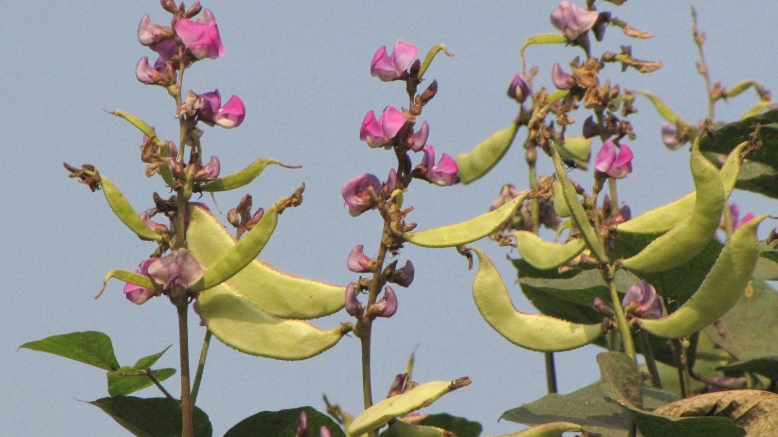 kulattha  : Dolichos biflorus Linn., Vigna unquiculata 