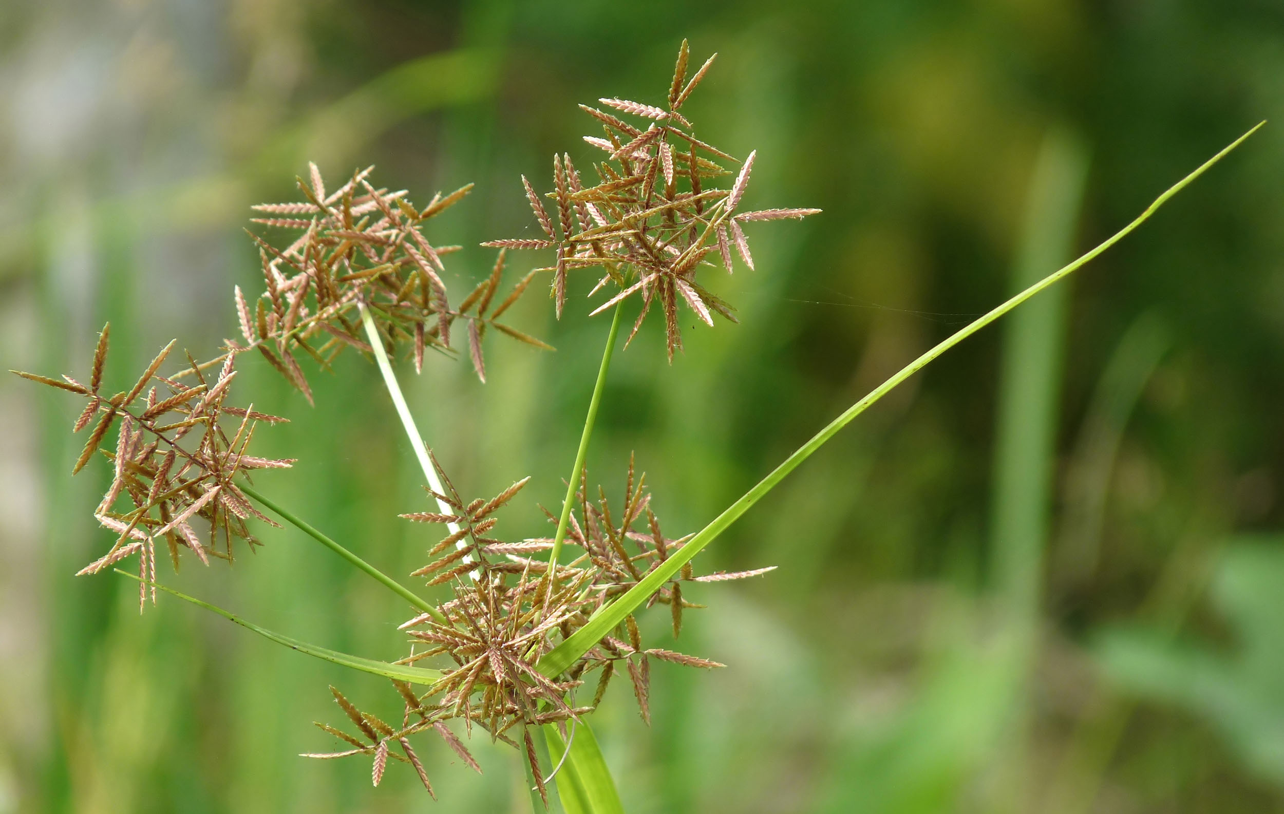 musta : Cyperus rotundus Linn. 