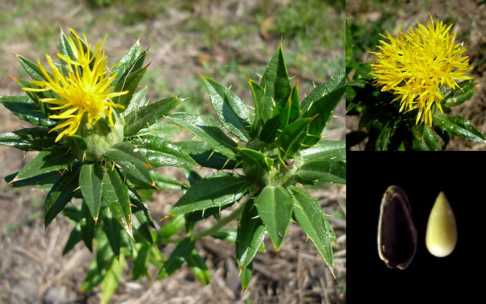 Carthamus tinctorius