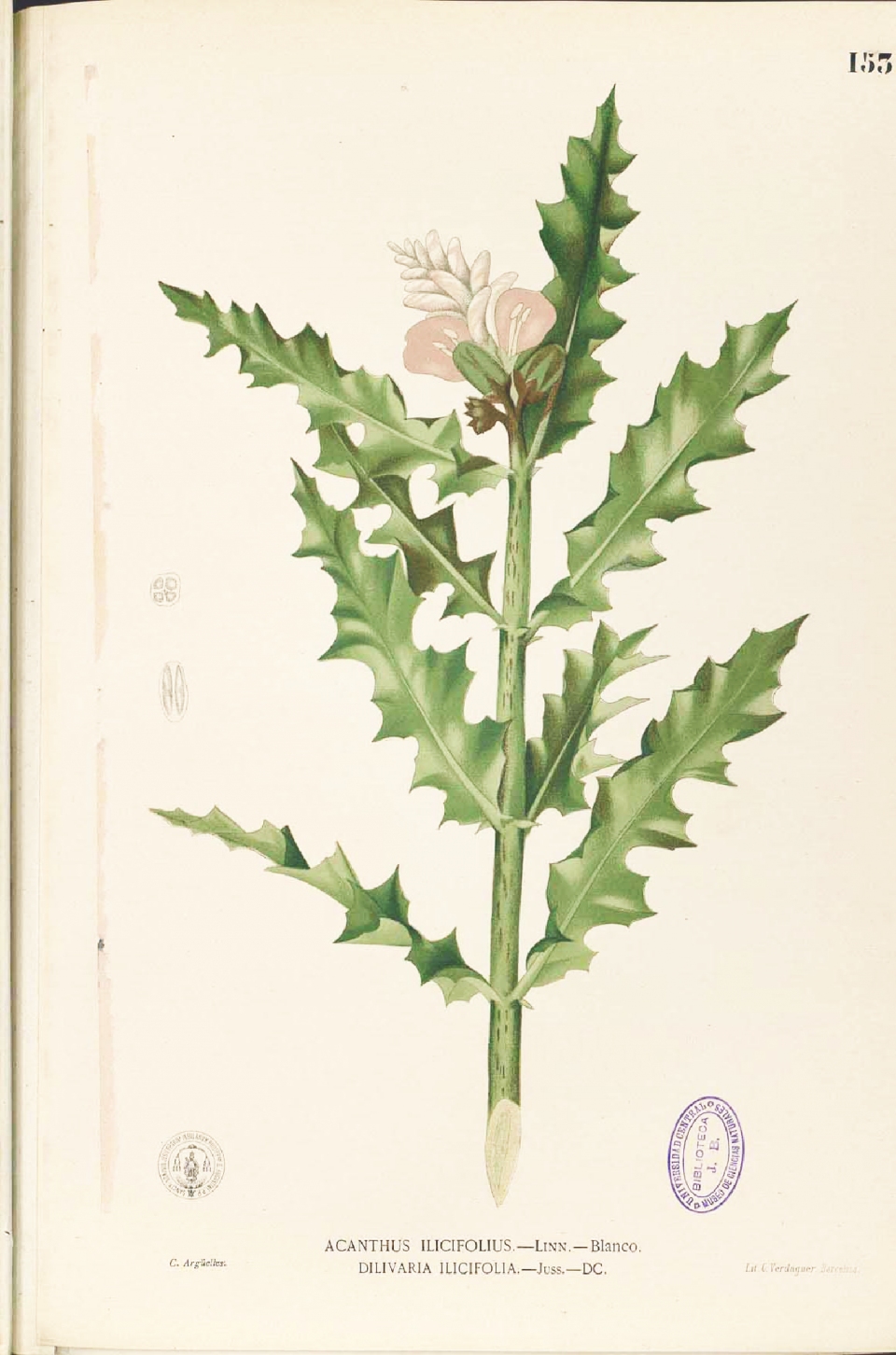 Drawing of the flowering stem Photograph by: Blanco, M., Flora de Filipinas, t. 153 (1875)