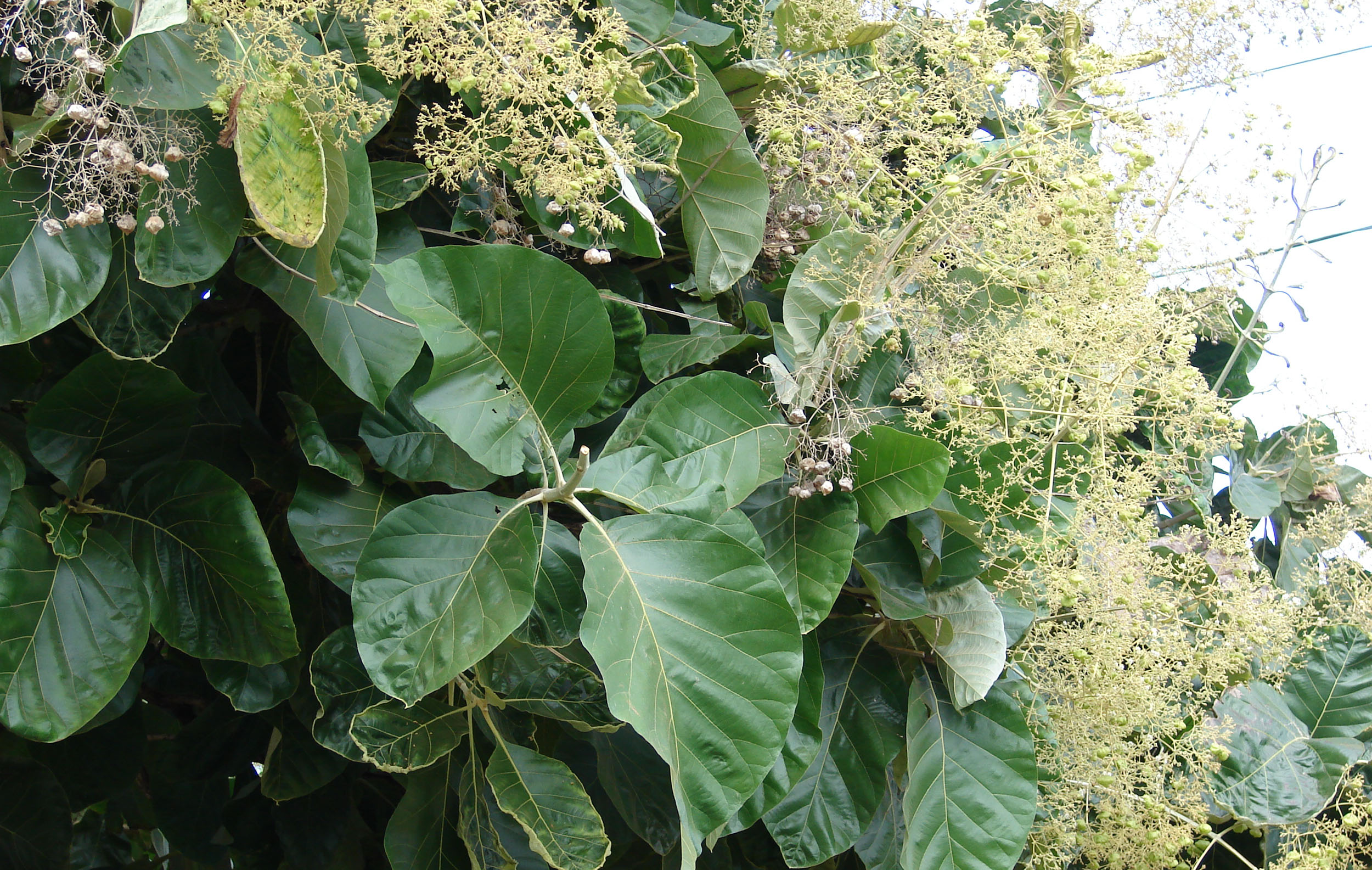 shringataka : Tectona grandis Linn. F.