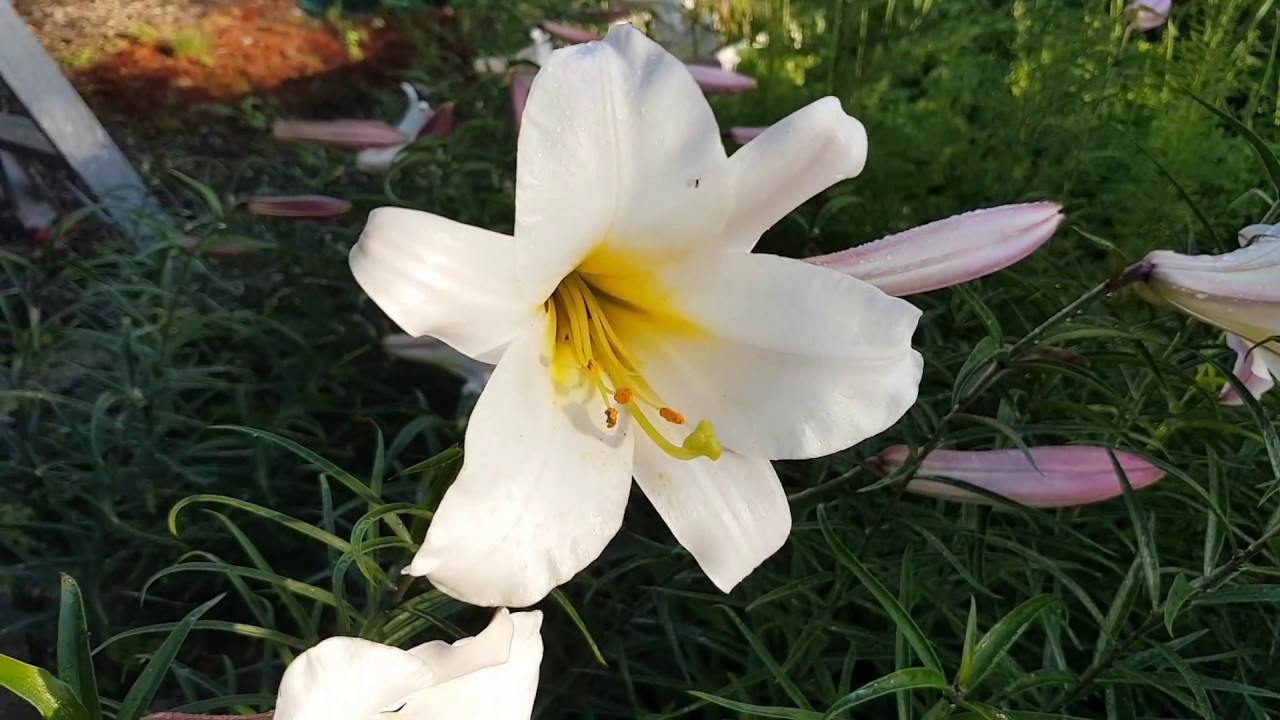 Lilium polyphyllum