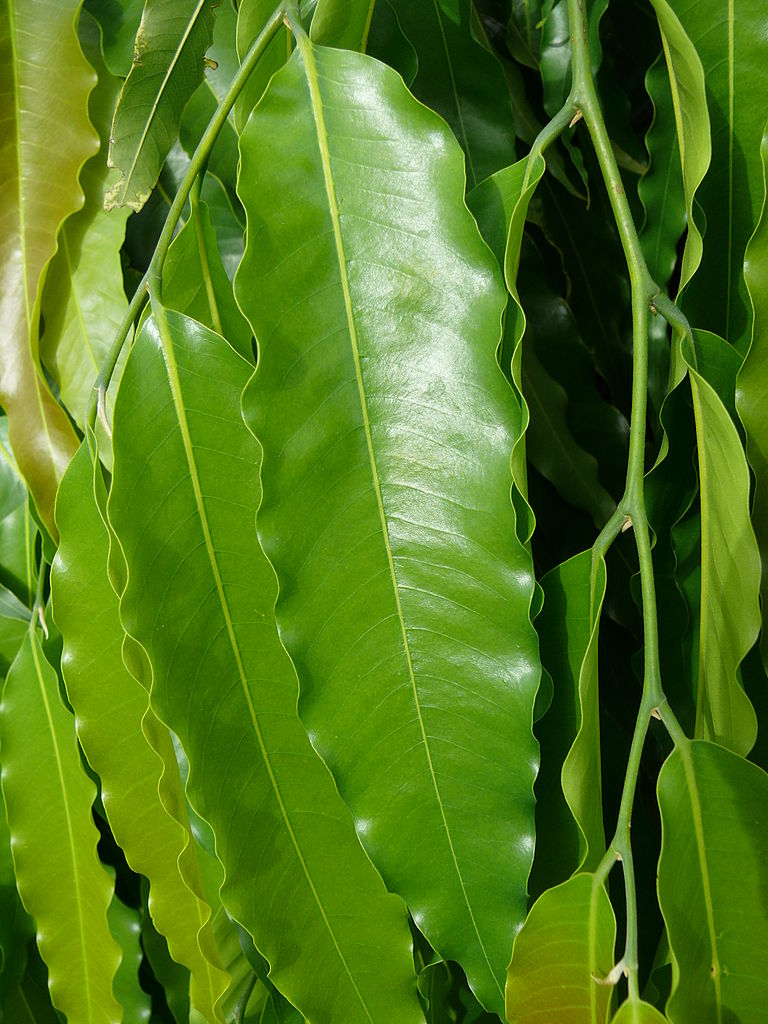 Polyalthia longifolia leaves 