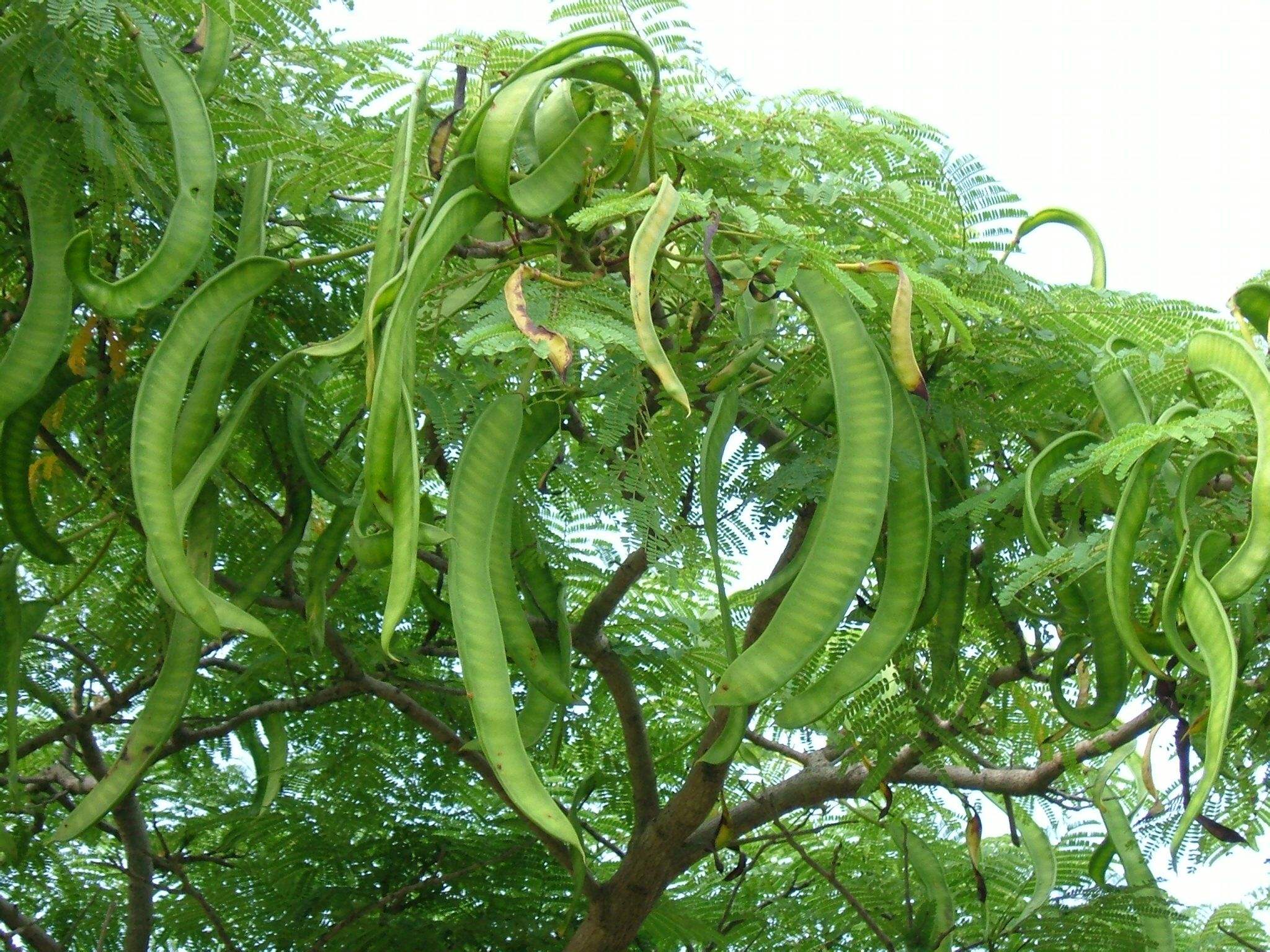 Acacia Concinna seed