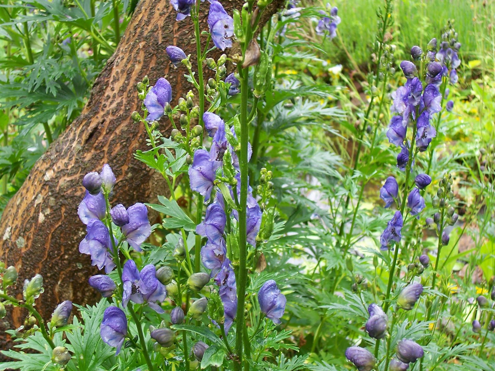 ativisha : Aconitum heterophyllum Wall.